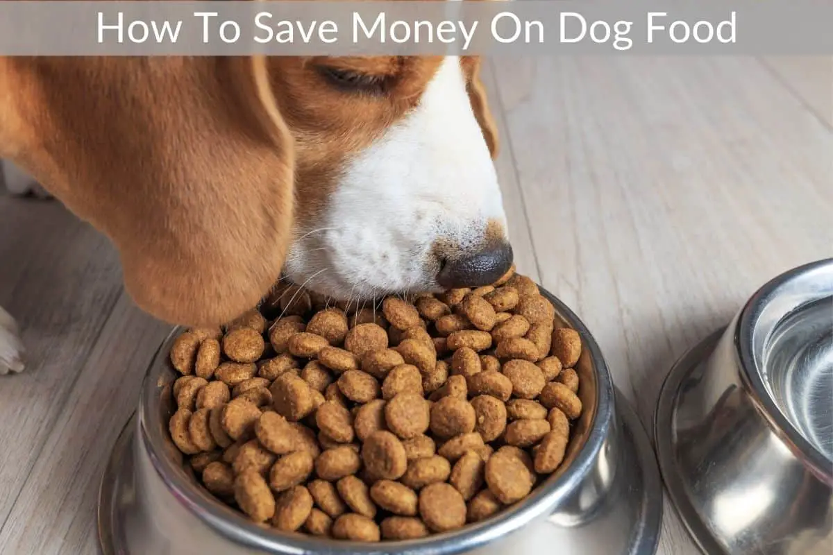 How To Save Money On Dog Food